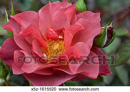 A perfect dark pink Rose and rose bud View Large Photo Image Stock Image - A perfect dark pink Rose and rose bud. Fotosearch