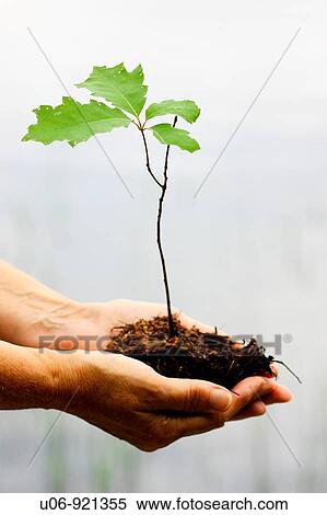 a person holding an oak tree seeding in cupped hands View Large Photo Image Stock Photography - a person holding an oak tree seeding in cupped hands. Fotosearch