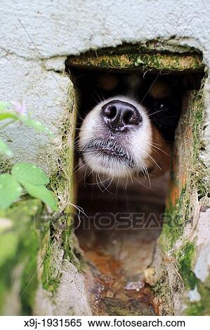 A Pet Dog Poking His Nose Through A Hole of brick wall View Large Photo Image Stock Photography - A Pet Dog Poking His Nose Through A Hole of brick wall. Fotosearch