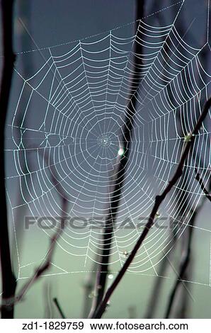 A photo of a spider web on a tree View Large Photo Image Stock Photo - A photo of a spider web on a tree. Fotosearch