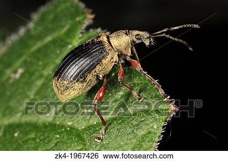 A Phyllobius glaucus on a leaf at Champ-Pittet, 1400 Yverdon-les-Bains, Switzerland. View Large Photo Image Stock Photograph - A Phyllobius glaucus on a leaf at Champ-Pittet, 1400 Yverdon-les-Bains, Switzerland.. Fotosearch