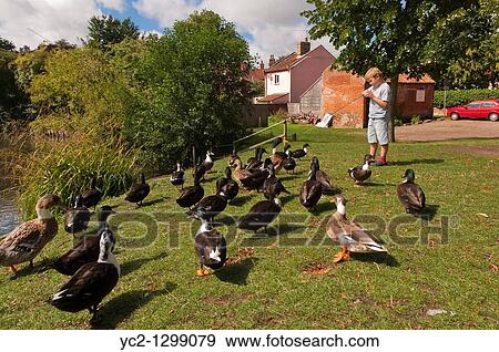 Stock Photo - A picture of a seven year old boy feeding the ducks in the Uk. Fotosearch
