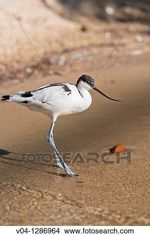 A pied avocet Recurvirostra avosetta at a sandy shore, Germany, Europe View Large Photo Image Picture - A pied avocet Recurvirostra avosetta at a sandy shore, Germany, Europe. Fotosearch