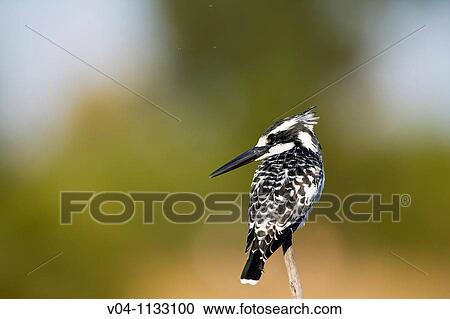 Stock Image - A pied kingfisher (Ceryle rudis) perching on a branch in the Okavango Delta in Botswana, Southern Africa. Fotosearch