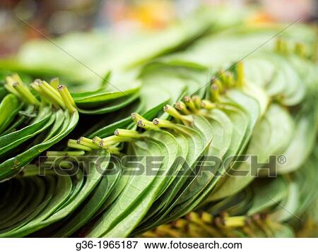 Stock Photo - A pile of green leaves clumps together in Bangalore, Karnataka, India.. Fotosearch