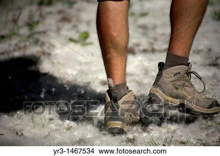 Picture - A pilgrim walks in a track covered by white black poplar seeds, looking like snow, on the French Way that leads to Santiago de Compostela, El Bierzo region, Leon province, Spain.. Fotosearch