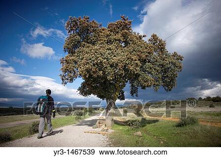 Stock Photo - A pilgrim walks in a track covered by white black poplar seeds, looking like snow, on the French Way that leads to Santiago de Compostela, El Bierzo region, Leon province, Spain.. Fotosearch