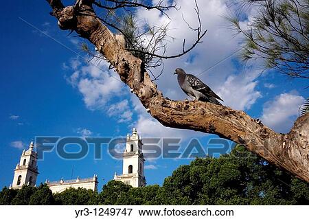 A pingeon perches in a tree outside Mrida's Cathedral on Mexico's Yucatan peninsula. View Large Photo Image Stock Photo - A pingeon perches in a tree outside Mrida's Cathedral on Mexico's Yucatan peninsula.. Fotosearch