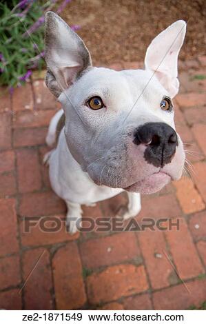Stock Photo - A pit bull dog with floppy ears looks up in this wide-angle portrait, with ears flopping comically backwards and one paw lifted.. Fotosearch