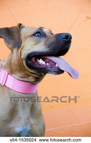 A pitbull mix dog in Spokane, Washington, USA View Large Photo Image Picture - A pitbull mix dog in Spokane, Washington, USA. Fotosearch