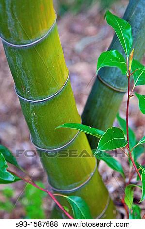 A pleasing shot of bamboo in the Sagano area of Kyoto. View Large Photo Image Stock Photo - A pleasing shot of bamboo in the Sagano area of Kyoto.. Fotosearch