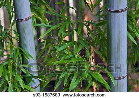 A pleasing shot of bamboo in the Sagano area of Kyoto. View Large Photo Image Stock Photo - A pleasing shot of bamboo in the Sagano area of Kyoto.. Fotosearch