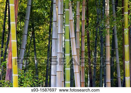 A pleasing shot of bamboo in the Sagano area of Kyoto View Large Photo Image Stock Photo - A pleasing shot of bamboo in the Sagano area of Kyoto. Fotosearch
