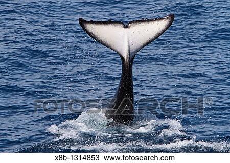 A pod of 15 to 20 killer whales Orcinus orca off Cabo Corso at 248 37 9N 1128 13 1W Baja California Sur, Mexico, Pacific Ocean View Large Photo Image Stock Image - A pod of 15 to 20 killer whales Orcinus orca off Cabo Corso at 248 37 9N 1128 13 1W Baja California Sur, Mexico, Pacific Ocean. Fotosearch