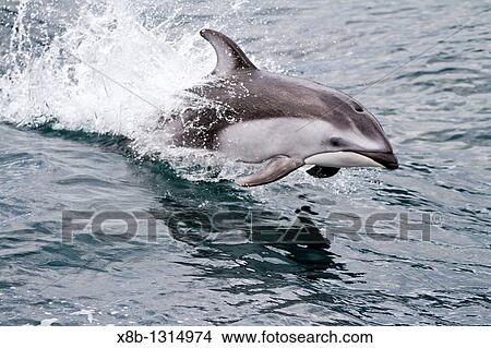 A pod of Pacific white-sided dolphins Lagenorhynchus obliquidens leaping and bow-riding the National Geographic Sea Bird in Johnstone Strait, British Columbia, Canada View Large Photo Image Picture - A pod of Pacific white-sided dolphins Lagenorhynchus obliquidens leaping and bow-riding the National Geographic Sea Bird in Johnstone Strait, British Columbia, Canada. Fotosearch