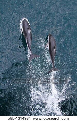 A pod of Pacific white-sided dolphins Lagenorhynchus obliquidens leaping and bow-riding the National Geographic Sea Bird in Johnstone Strait, British Columbia, Canada View Large Photo Image Picture - A pod of Pacific white-sided dolphins Lagenorhynchus obliquidens leaping and bow-riding the National Geographic Sea Bird in Johnstone Strait, British Columbia, Canada. Fotosearch