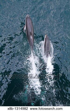 A pod of Pacific white-sided dolphins Lagenorhynchus obliquidens leaping and bow-riding the National Geographic Sea Bird in Johnstone Strait, British Columbia, Canada View Large Photo Image Stock Image - A pod of Pacific white-sided dolphins Lagenorhynchus obliquidens leaping and bow-riding the National Geographic Sea Bird in Johnstone Strait, British Columbia, Canada. Fotosearch