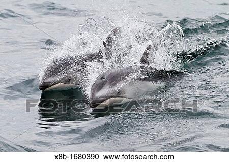 A pod of Pacific white-sided dolphins Lagenorhynchus obliquidens leaping and surfacing near the National Geographic Sea Bird in Johnstone Strait, British Columbia, Canada View Large Photo Image Stock Image - A pod of Pacific white-sided dolphins Lagenorhynchus obliquidens leaping and surfacing near the National Geographic Sea Bird in Johnstone Strait, British Columbia, Canada. Fotosearch