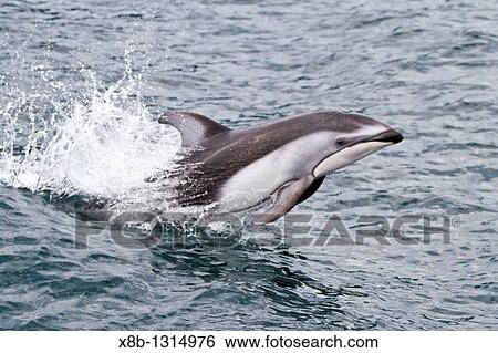 A pod of Pacific white-sided dolphins Lagenorhynchus obliquidens leaping and bow-riding the National Geographic Sea Bird in Johnstone Strait, British Columbia, Canada View Large Photo Image Stock Photograph - A pod of Pacific white-sided dolphins Lagenorhynchus obliquidens leaping and bow-riding the National Geographic Sea Bird in Johnstone Strait, British Columbia, Canada. Fotosearch