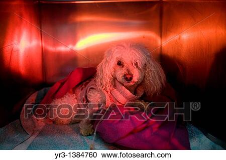 A Poodle dog is warmed using a red lamp as he recovers from an illness at a Pet Hospital in Condesa, Mexico City, Mexico, February 4, 2011 View Large Photo Image Stock Image - A Poodle dog is warmed using a red lamp as he recovers from an illness at a Pet Hospital in Condesa, Mexico City, Mexico, February 4, 2011. Fotosearch