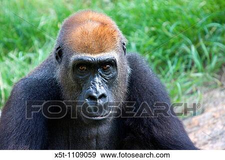 A portrait of a Western Gorilla View Large Photo Image Stock Photo - A portrait of a Western Gorilla. Fotosearch