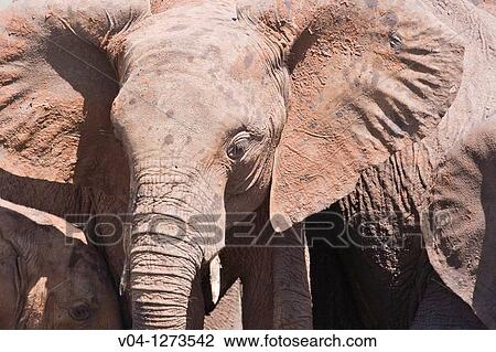A portrait of a young african elephant (Loxodonta africana) in Tansania, Africa View Large Photo Image Stock Image - A portrait of a young african elephant (Loxodonta africana) in Tansania, Africa. Fotosearch