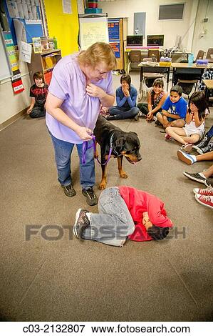 A predominantly Hispanic elementary school class in San Bernardino, CA, gets a lesson in dog care from the owner of a Rottweiler as a boy learns how to curl up in a protective posture. View Large Photo Image Stock Photo - A predominantly Hispanic elementary school class in San Bernardino, CA, gets a lesson in dog care from the owner of a Rottweiler as a boy learns how to curl up in a protective posture.. Fotosearch