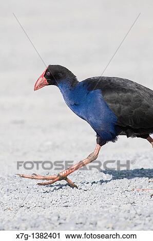 A Pukeko Porphyrio porphyrio melanotus striding across gravel View Large Photo Image Stock Image - A Pukeko Porphyrio porphyrio melanotus striding across gravel. Fotosearch