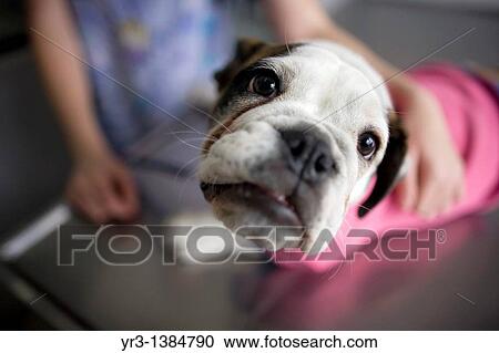 A Puppy Bulldog looks at the camera at a Pet Hospital in Condesa, Mexico City, Mexico, February 5, 2011 View Large Photo Image Stock Image - A Puppy Bulldog looks at the camera at a Pet Hospital in Condesa, Mexico City, Mexico, February 5, 2011. Fotosearch