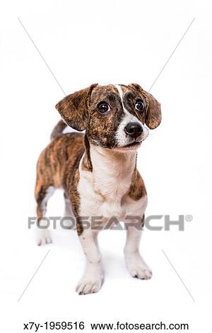 Stock Photograph - A puppy in a studio setting.. Fotosearch