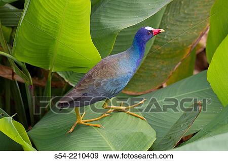 Stock Photo - A Purple Gallinule in the Wakodathatchee Wetlands, Delray Beach, Florida, USA. Porphyrio martinicus. Fotosearch