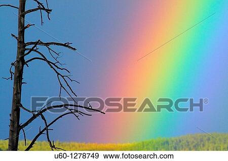 A rainbow appears next to a dead tree after a rainstorm at Yellowstone National Park, Wyoming View Large Photo Image Stock Photo - A rainbow appears next to a dead tree after a rainstorm at Yellowstone National Park, Wyoming. Fotosearch