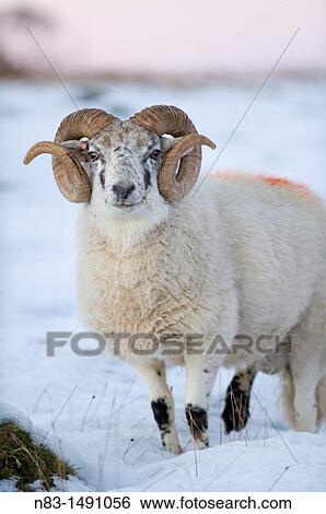 A Ram stands in snow in Powys, Wales, UK. View Large Photo Image Stock Photograph - A Ram stands in snow in Powys, Wales, UK.. Fotosearch
