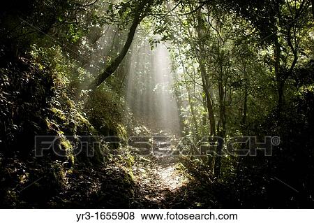 A ray of sun crosses the forest in El Triunfo Biosphere Reserve in the Sierra Madre mountains, Chiapas State, Mexico View Large Photo Image Stock Photo - A ray of sun crosses the forest in El Triunfo Biosphere Reserve in the Sierra Madre mountains, Chiapas State, Mexico. Fotosearch