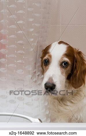 A Red and White Setter dog in a bathtub View Large Photo Image Stock Image - A Red and White Setter dog in a bathtub. Fotosearch