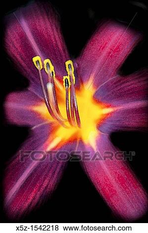 A red and yellow Daylily center with varied effects View Large Photo Image Stock Photo - A red and yellow Daylily center with varied effects. Fotosearch