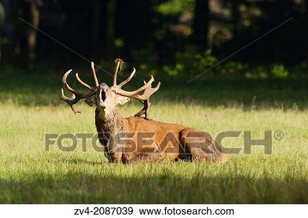 A Red deer (Cervus elaphus) male lying in a meadow at the edge of the woods. View Large Photo Image Stock Photo - A Red deer (Cervus elaphus) male lying in a meadow at the edge of the woods.. Fotosearch