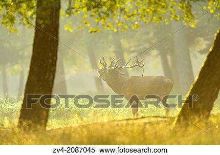 A Red deer (Cervus elaphus) male on a early foggy morning at the edge of the woods. View Large Photo Image Stock Photography - A Red deer (Cervus elaphus) male on a early foggy morning at the edge of the woods.. Fotosearch