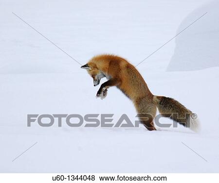 A red fox dives under the snow to catch its prey in a technique called? mousing? at Yellowstone National Park View Large Photo Image Stock Photo - A red fox dives under the snow to catch its prey in a technique called? mousing? at Yellowstone National Park. Fotosearch