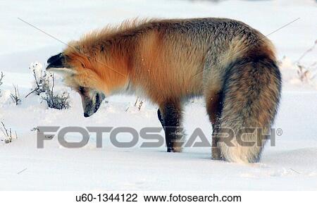 A red fox listens intently for any movement under the snow for possible prey during winter at Yellowstone National Park's Hayden Valley View Large Photo Image Stock Image - A red fox listens intently for any movement under the snow for possible prey during winter at Yellowstone National Park's Hayden Valley. Fotosearch