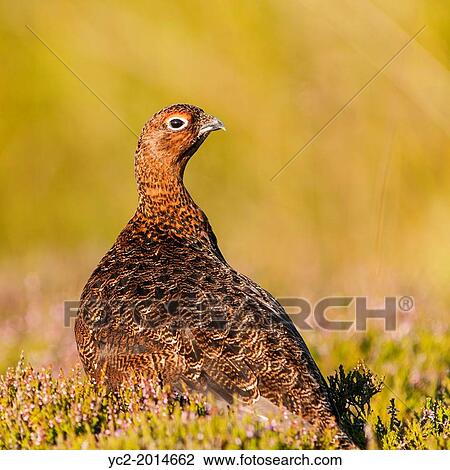 A Red Grouse ( Lagopus lagopus scoticus ) a few days before the grouse shooting season begins ( the glorious 12th of August ) in moorland, Yorkshire Dales, England, Uk. View Large Photo Image Stock Image - A Red Grouse ( Lagopus lagopus scoticus ) a few days before the grouse shooting season begins ( the glorious 12th of August ) in moorland, Yorkshire Dales, England, Uk.. Fotosearch