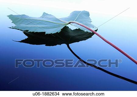 a red maple leaf lying on reflective glass reflecting a blue sky with shadows View Large Photo Image Picture - a red maple leaf lying on reflective glass reflecting a blue sky with shadows. Fotosearch