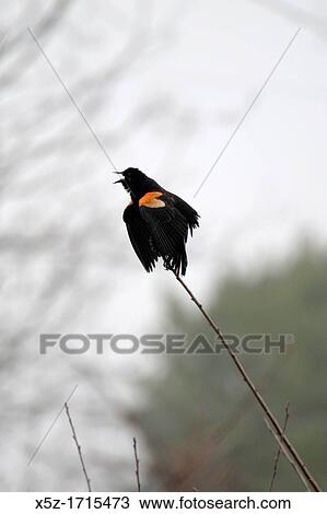 A Red Winged Blackbird letting his feelings be known View Large Photo Image Stock Image - A Red Winged Blackbird letting his feelings be known. Fotosearch