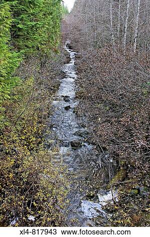 A remote, rural creek on Vancouver Island, British Columbia, Canada View Large Photo Image Stock Image - A remote, rural creek on Vancouver Island, British Columbia, Canada. Fotosearch