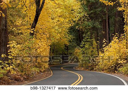 A road through a forest with golden autumn leaves View Large Photo Image Stock Photo - A road through a forest with golden autumn leaves. Fotosearch