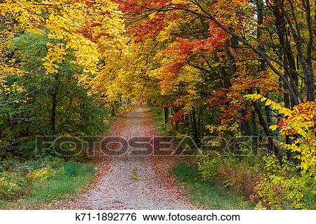A road with fall foliage color through the deciduous forest of the Uppper Penninsula of Michigan, USA View Large Photo Image Stock Photograph - A road with fall foliage color through the deciduous forest of the Uppper Penninsula of Michigan, USA. Fotosearch