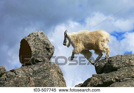 A Rocky Mountain goat (Oreamnos americanus) leaps from one rock to another near summit of Mt. Evans near Idaho Springs, Colorado, USA View Large Photo Image Stock Photography - A Rocky Mountain goat (Oreamnos americanus) leaps from one rock to another near summit of Mt. Evans near Idaho Springs, Colorado, USA. Fotosearch