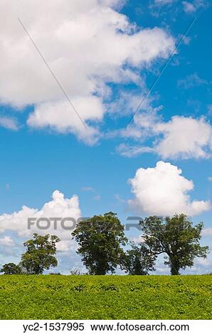 A row of oak trees in a Uk field on a summer day View Large Photo Image Stock Photography - A row of oak trees in a Uk field on a summer day. Fotosearch