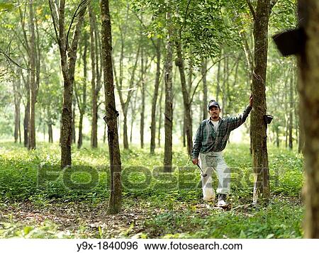 A rubber tapper leans against a rubber tree at a plantation in Johor, Malaysia View Large Photo Image Stock Photograph - A rubber tapper leans against a rubber tree at a plantation in Johor, Malaysia. Fotosearch