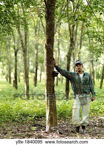 A rubber tapper leans against a rubber tree at a plantation in Johor, Malaysia View Large Photo Image Stock Photography - A rubber tapper leans against a rubber tree at a plantation in Johor, Malaysia. Fotosearch